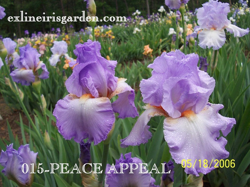 The flower Peace Appeal - Tall Bearded Iris (TB)