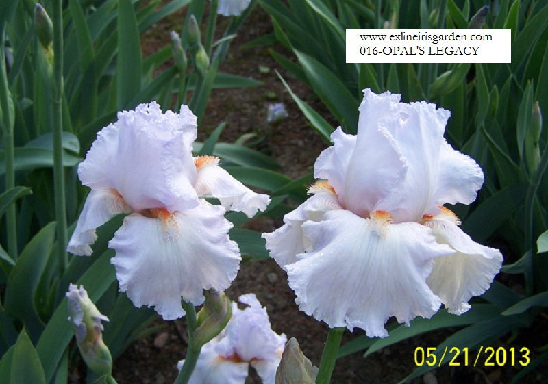 The flower Opal's Legacy - Tall Bearded Iris (TB)