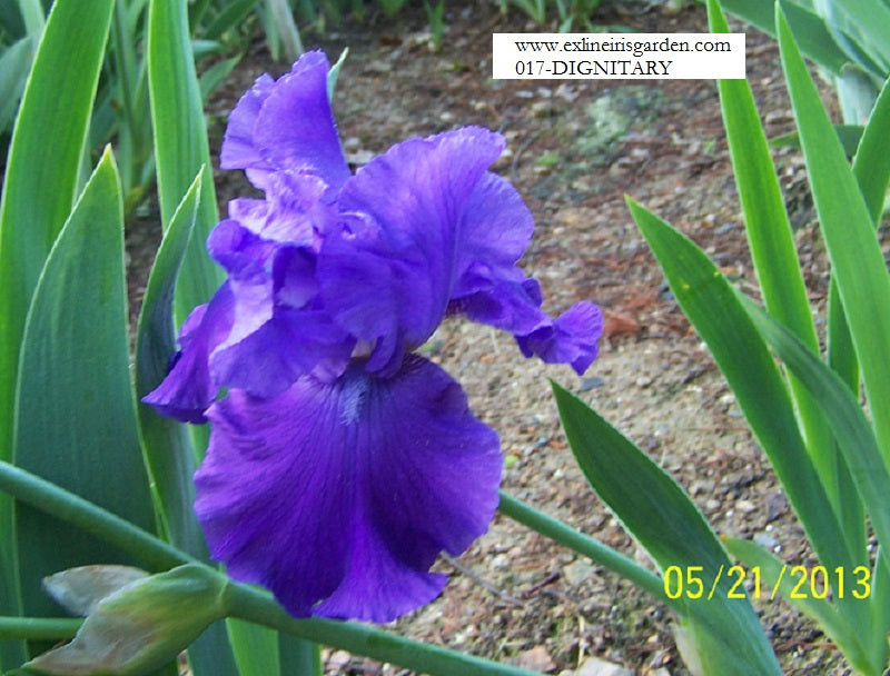 The flower Dignitary - Tall Bearded Iris (TB)