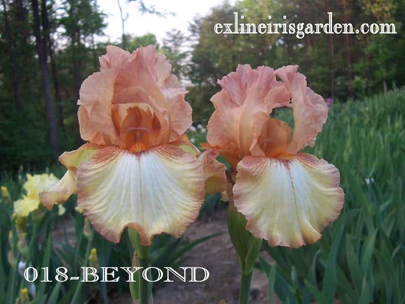 The flower Beyond - Tall Bearded Iris (TB)