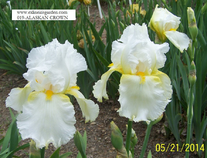 The flower Alaskan Crown - Tall Bearded Iris (TB)