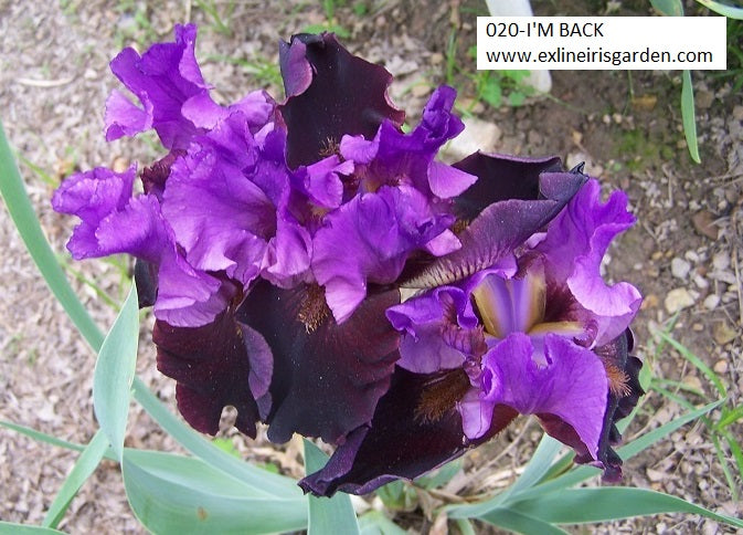 The flower I'm Back - Tall Bearded Iris (TB)