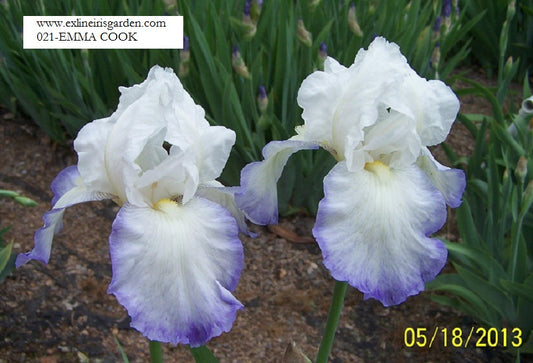 The flower Emma Cook - Tall Bearded Iris (TB)