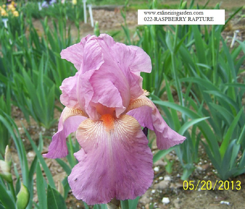 The flower Raspberry Rapture - Tall Bearded Iris (TB)