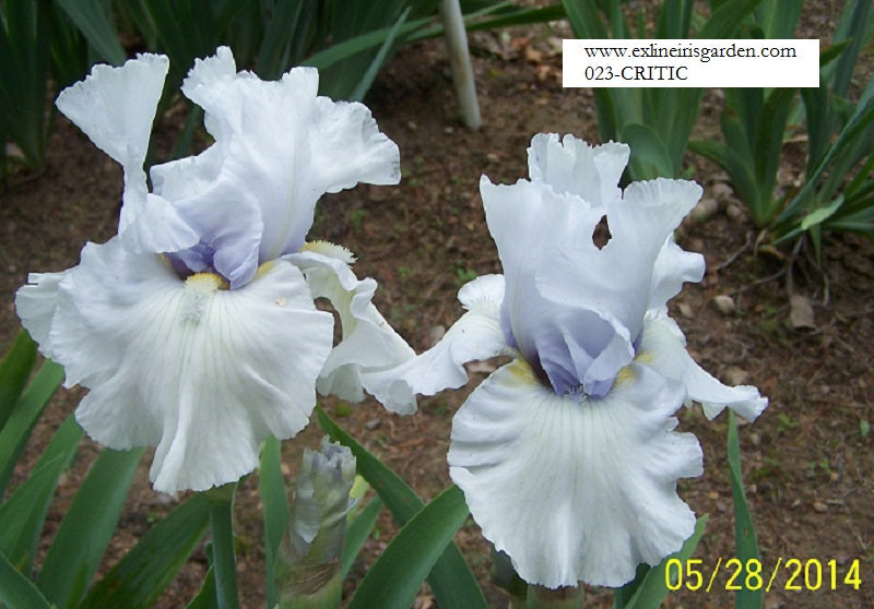 The flower Critic - Tall Bearded Iris (TB)