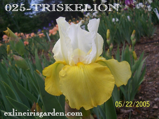 The flower Triskelion - Tall Bearded Iris (TB)