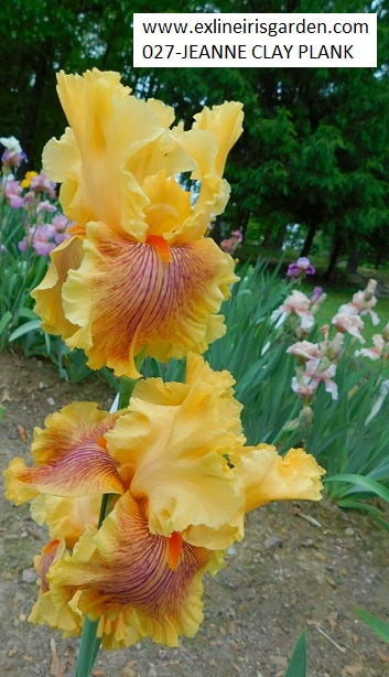 The flower Jeanne Clay Plank - Tall Bearded Iris (TB)