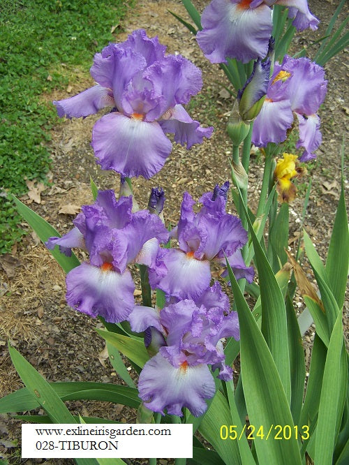 The flower Tiburon - Tall Bearded Iris (TB)