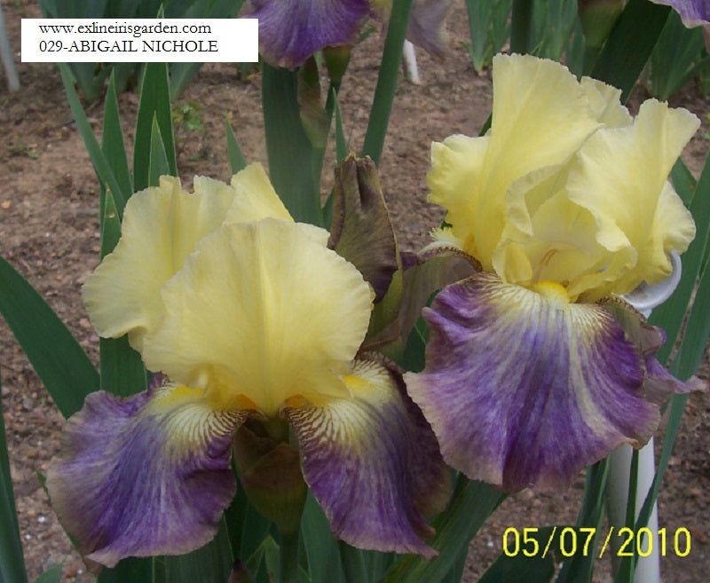 The flower Abigail Nicole - Tall Bearded Iris (TB)