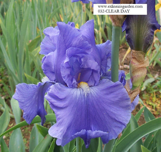 The flower Clear Day - Tall Bearded Iris (TB)