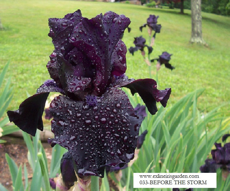 The flower Before The Storm - Tall Bearded Iris (TB)