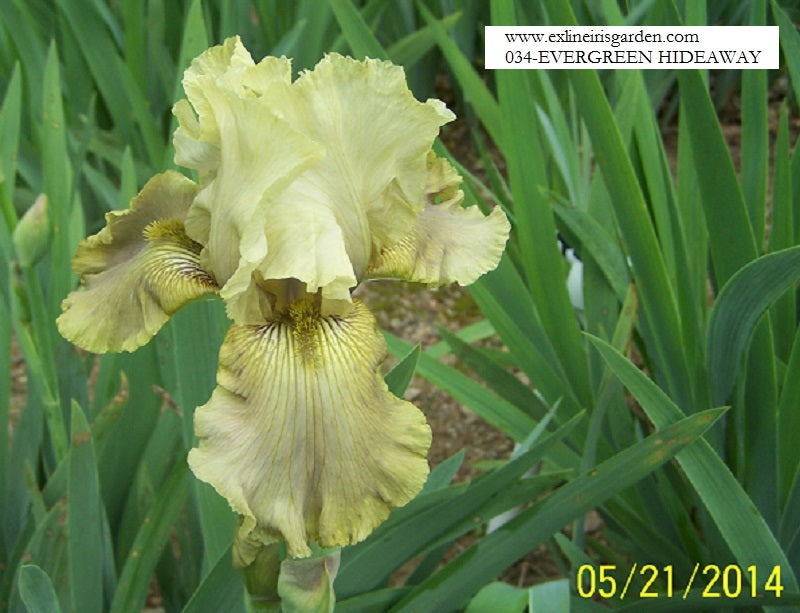 The flower Evergreen Hideaway - Tall Bearded Iris (TB)