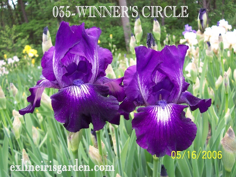 The flower Winner's Circle - Tall Bearded Iris (TB)