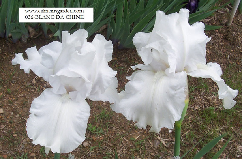 The flower Blanc de Chine - Tall Bearded Iris (TB)