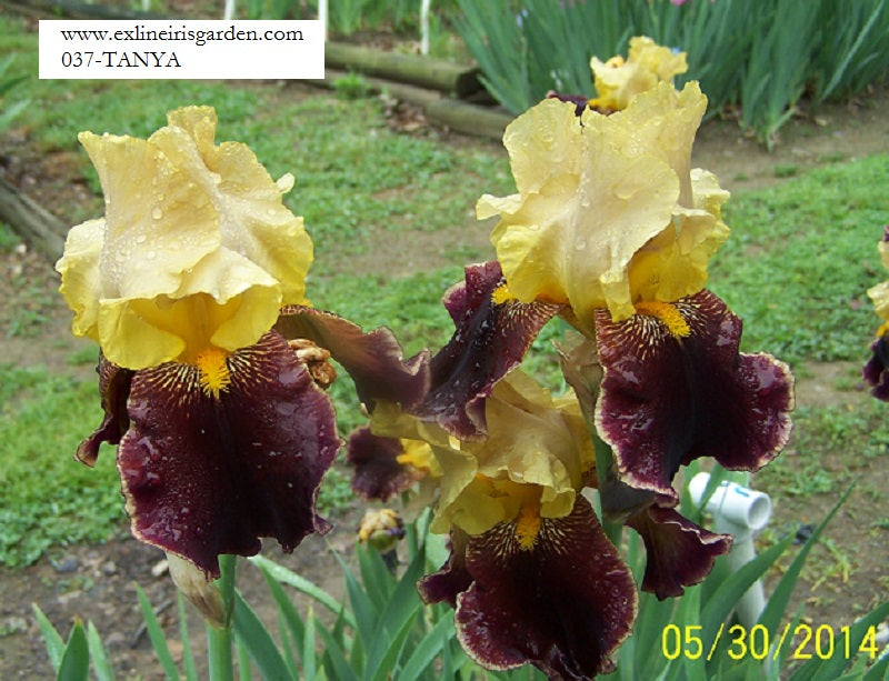 The flower Tanya - Tall Bearded Iris (TB)