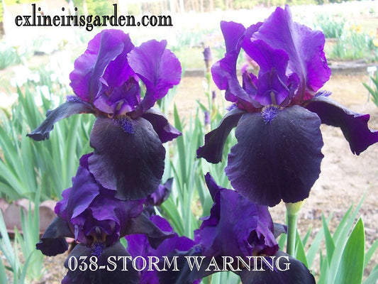 The flower Storm Warning - Tall Bearded Iris (TB)