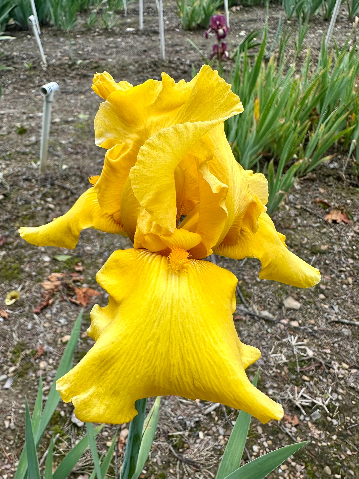 Peculiar Gold