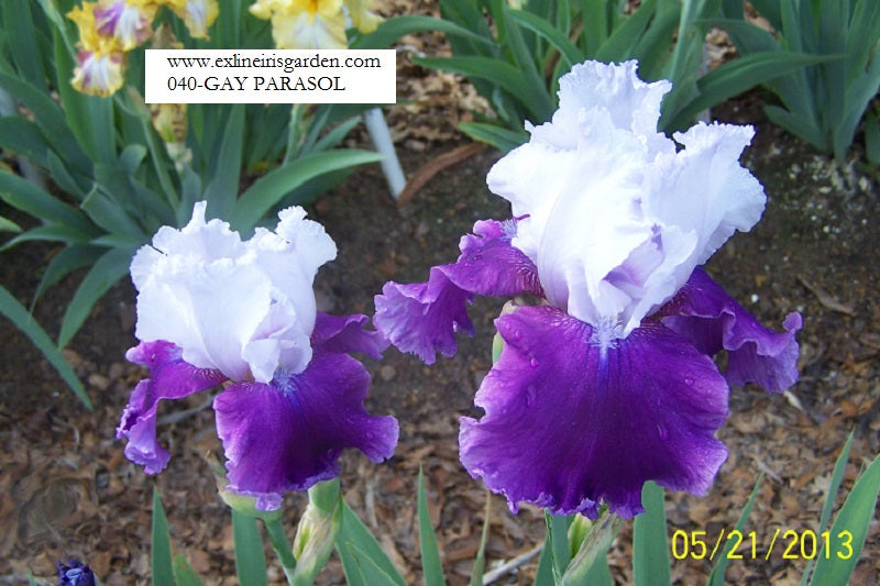 The flower Gay Parasol - Tall Bearded Iris (TB)