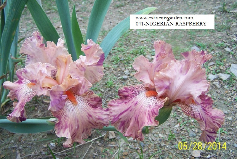 The flower Nigerian Raspberry - Tall Bearded Iris (TB)