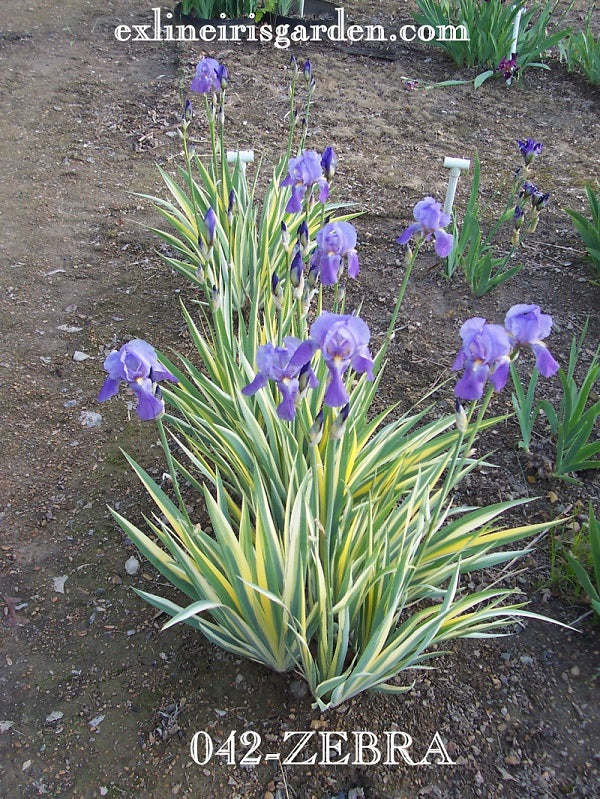 The flower Zebra - Tall Bearded Iris (TB)