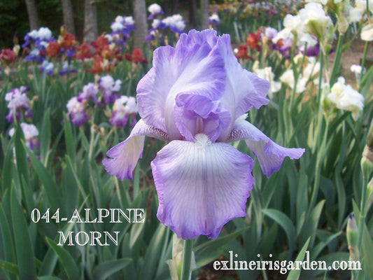 The flower Alpine Morn - Tall Bearded Iris (TB)