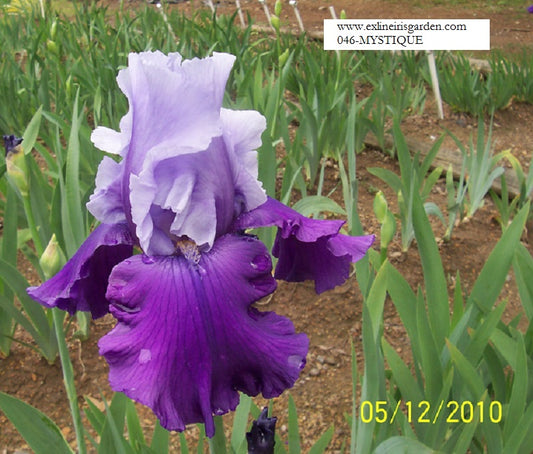 The flower Mystique - Tall Bearded Iris (TB)