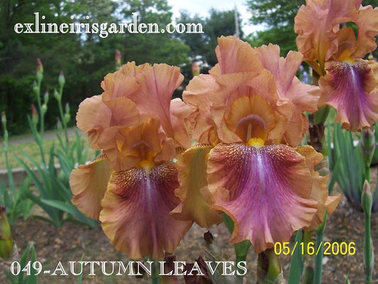 The flower Autumn Leaves - Tall Bearded Iris (TB)