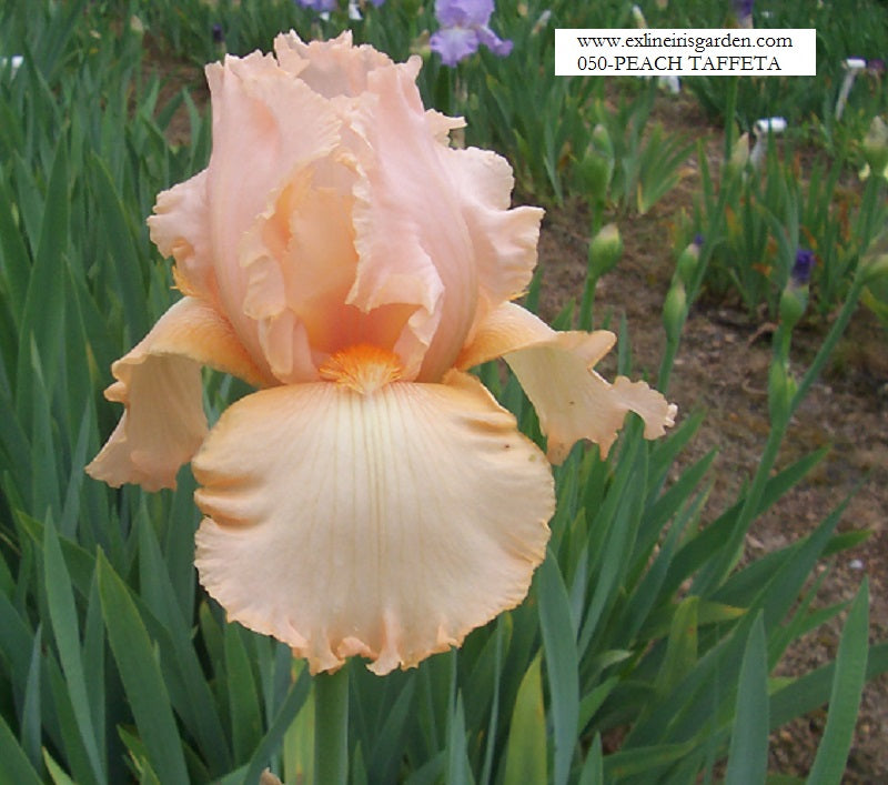 The flower Peach Taffeta - Tall Bearded Iris (TB)