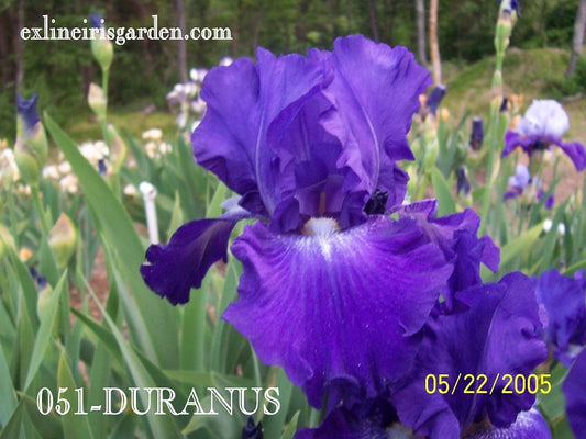 The flower Duranus - Tall Bearded Iris (TB)