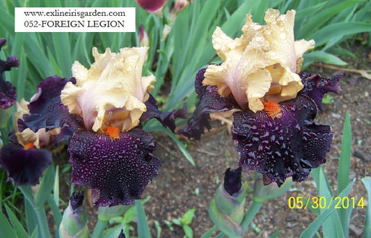 The flower Foreign Legion - Tall Bearded Iris (TB)