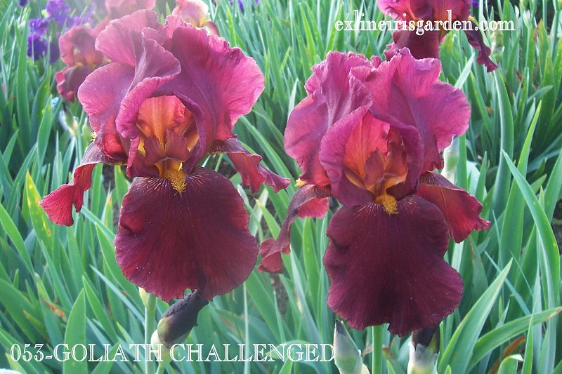 The flower Goliath Challenged - Tall Bearded Iris (TB)