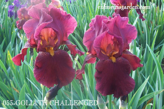 The flower Goliath Challenged - Tall Bearded Iris (TB)