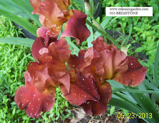 The flower Brimstone - Tall Bearded Iris (TB)