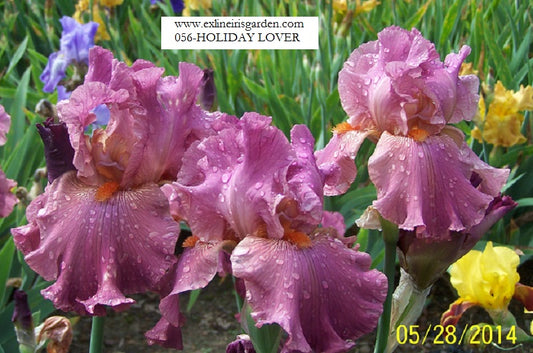 The flower Holiday Lover - Tall Bearded Iris (TB)