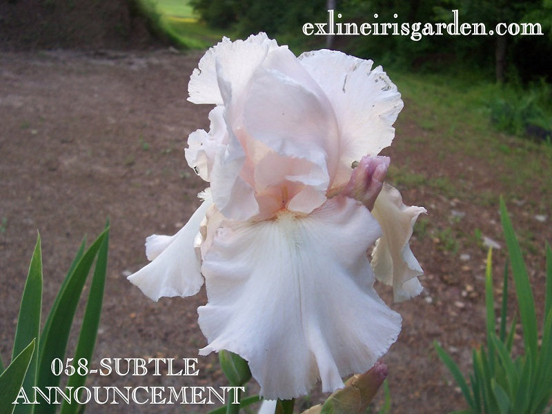 The flower Subtle Announcement - Tall Bearded Iris (TB)