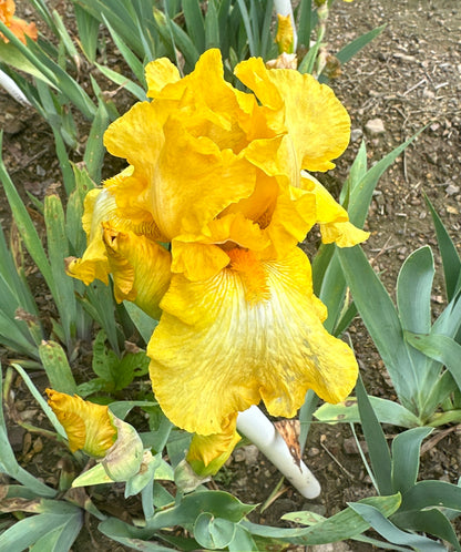 Unidentified Yellow TB #2