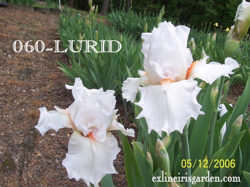 The flower Lurid - Tall Bearded Iris (TB)