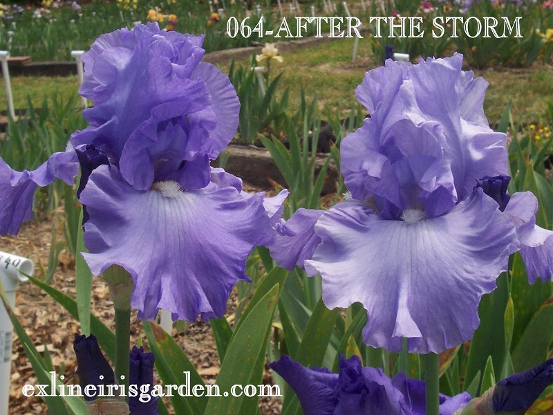 The flower After the Storm - Tall Bearded Iris (TB)