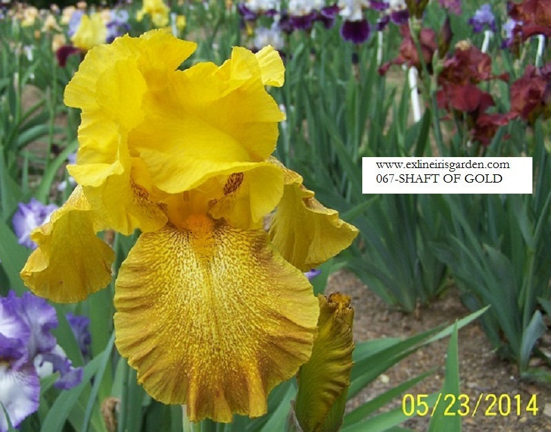 The flower Shaft Of Gold - Tall Bearded Iris (TB)