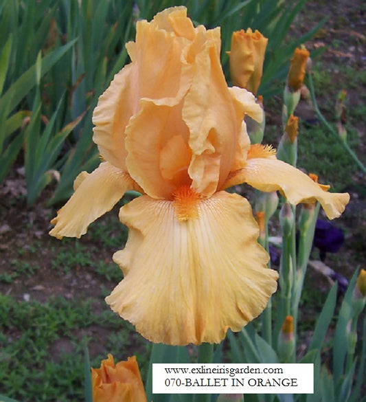 The flower Ballet In Orange - Tall Bearded Iris (TB)