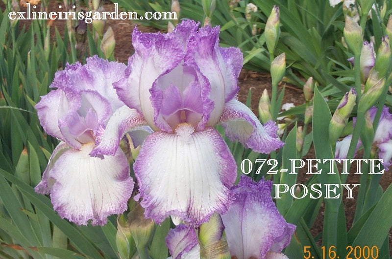 The flower Petite Posy - Tall Bearded Iris (TB)