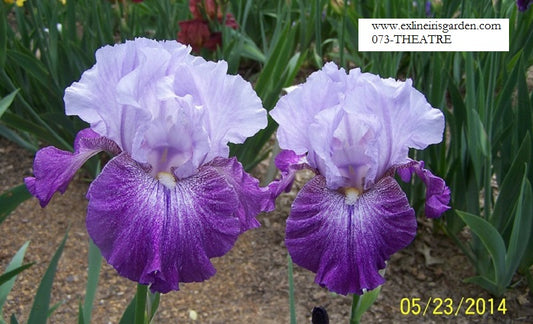 The flower Theatre - Tall Bearded Iris (TB)