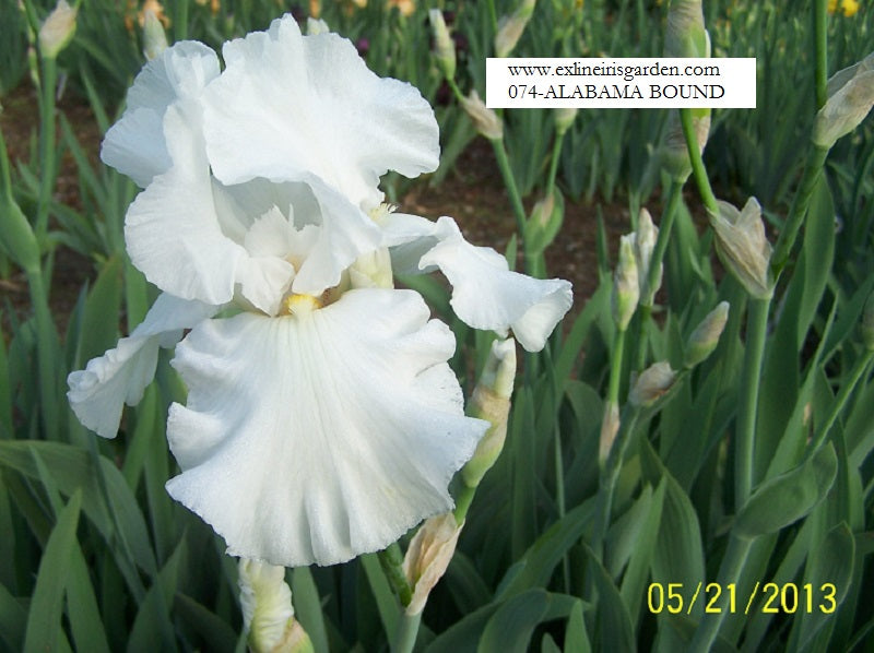 The flower Alabama Bound - Tall Bearded Iris (TB)