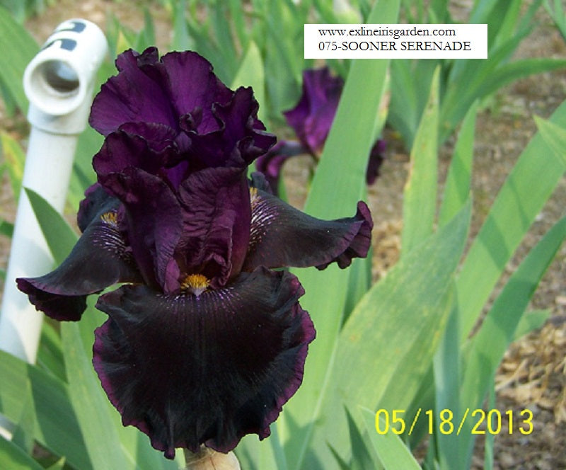 The flower Sooner Serenade - Tall Bearded Iris (TB)