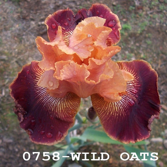 The flower Wild Oats - Tall Bearded Iris (TB)