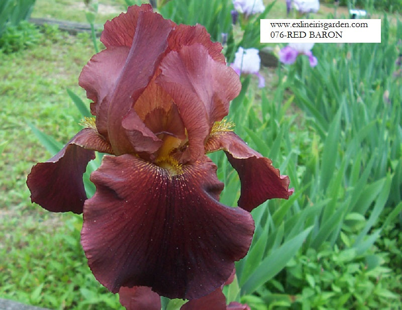 The flower Red Baron - Tall Bearded Iris (TB)