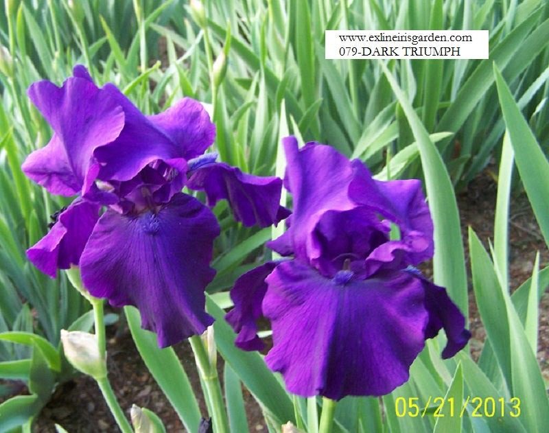 The flower Dark Triumph - Tall Bearded Iris (TB)