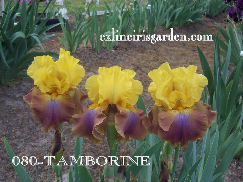 The flower Tambourine - Tall Bearded Iris (TB)