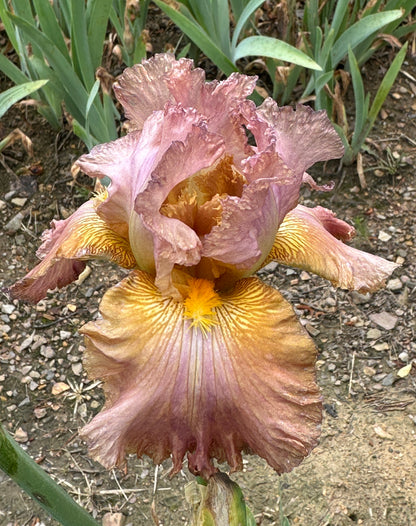 Unidentified Pink TB #2