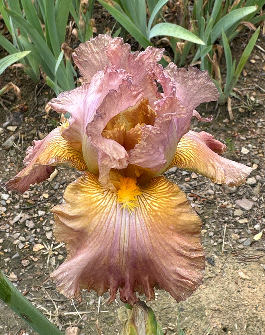 Unidentified Pink TB #2